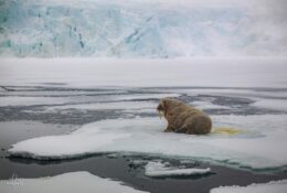 Spitsbergen_2025 (22/78)